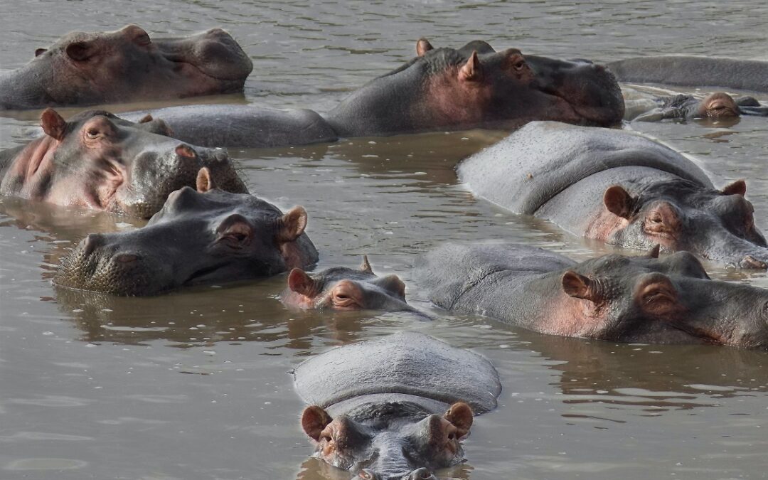 Why is a hippopotamus important for your personal insurances?
